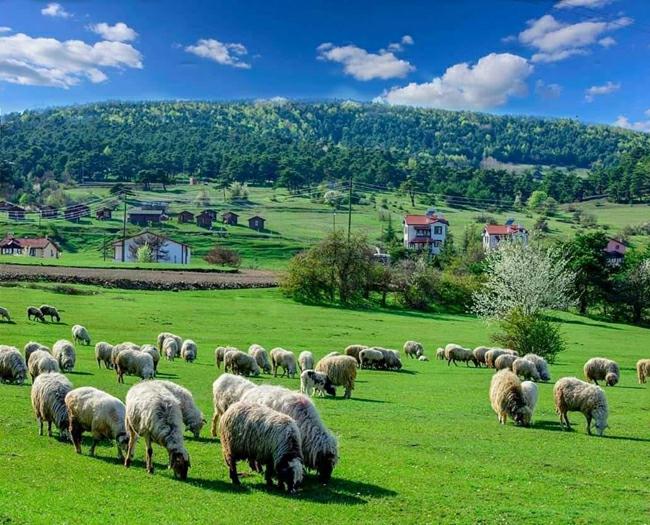 Tokat’ın en iyi kamp alanlarından “Çamiçi Yaylası”