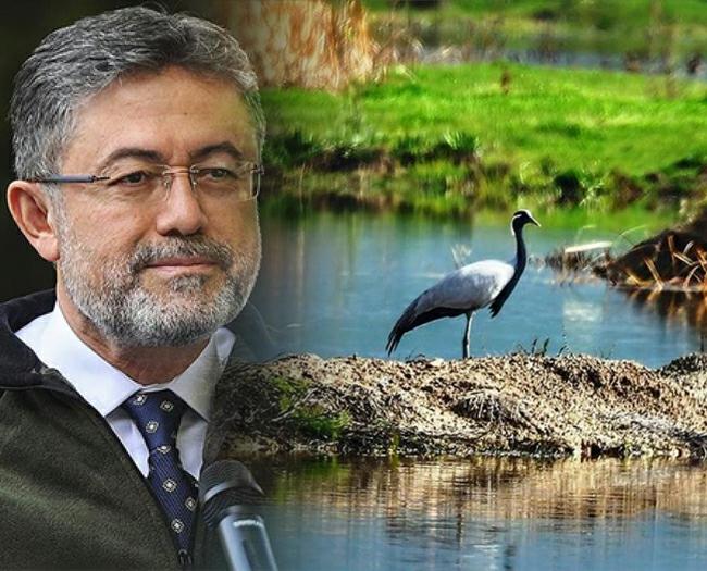 Türkülerin ilhamı turnalar Tokat’ta özenli ve sıkı takipte