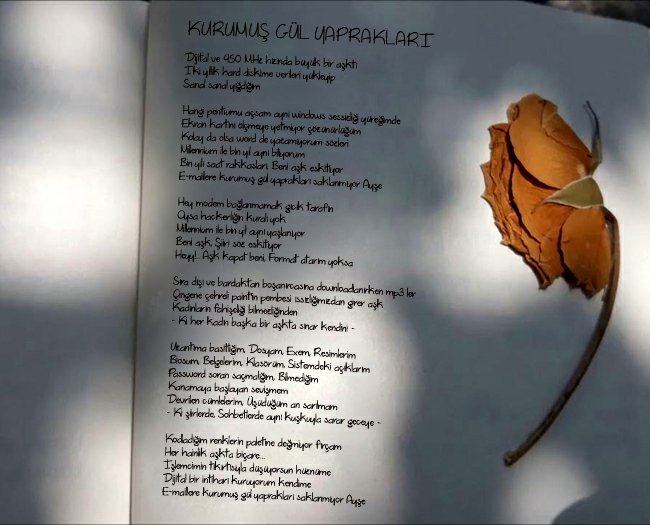 KURUMUŞ GÜL YAPRAKLARI