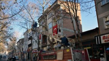 Zile Belediyesi ağaçları bahara hazırlanıyor