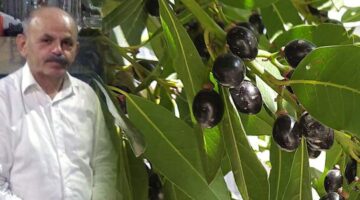 Kelkit Havzası ve Zeytin ağacı