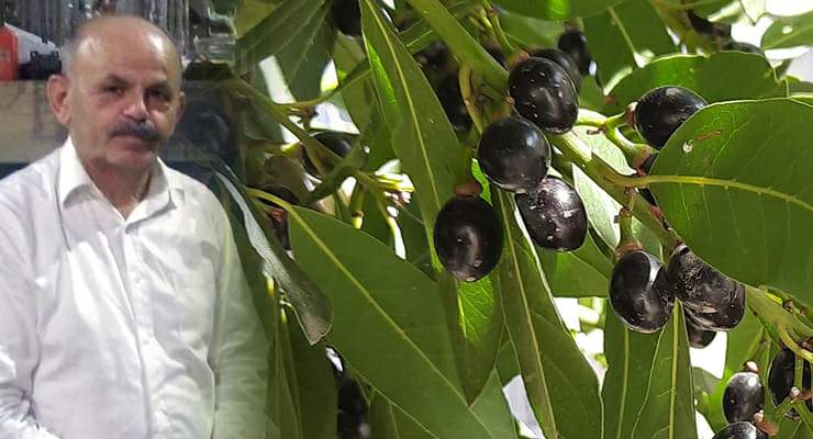 Kelkit Havzası ve Zeytin ağacı