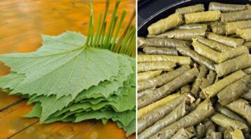 Tokat’ın enfes damak tadı ve lezzeti “Narince Yaprağıyla Sarma”