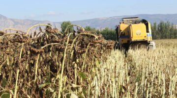 Tokat’ın Pazar ilçesi’nde ayçiçeğinde 600 ton ürün hedefleniyor