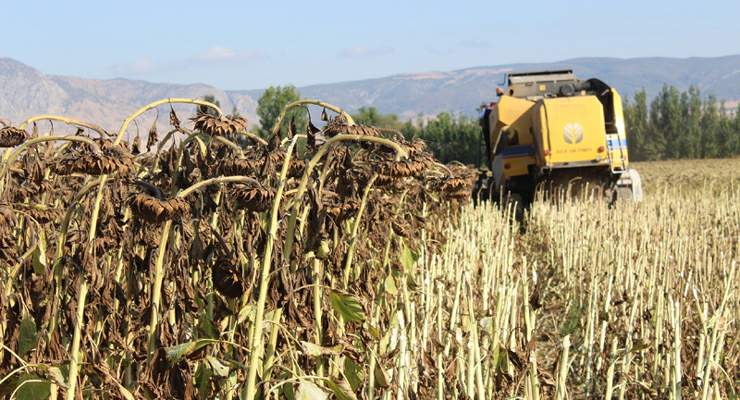 Tokat’ın Pazar ilçesi’nde ayçiçeğinde 600 ton ürün hedefleniyor