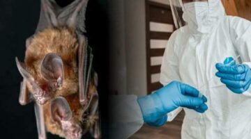 Covid-19’dan bile daha kötü “Nipah Virüsü” yayılıyor