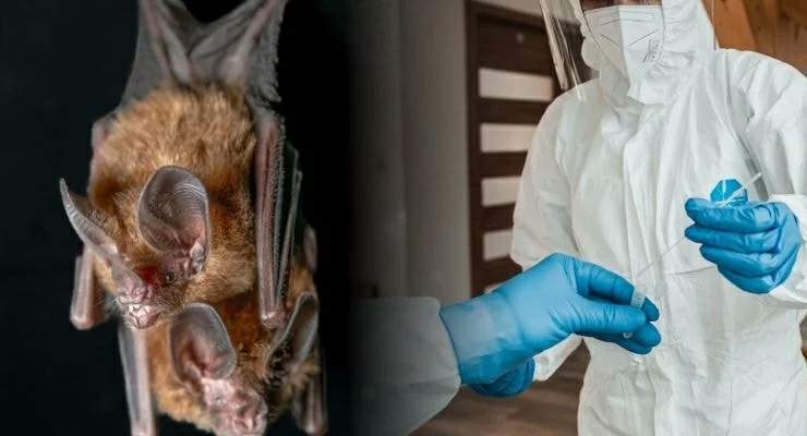 Covid-19’dan bile daha kötü “Nipah Virüsü” yayılıyor