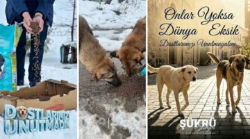 Zile Belediyesi, Sokak hayvanlarını unutmadı