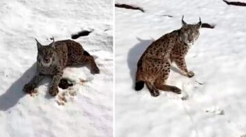 Yaralı vaşağı gören tır şoförü ‘İnsanlık ölmemiş’ dedirtti