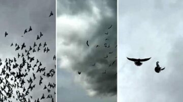 Şahin’in havadaki güvercin avı