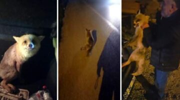 Yaralı tilki için seferber oldu