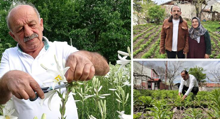 Babasından miras kalan akzambaklara gözü gibi bakıyor