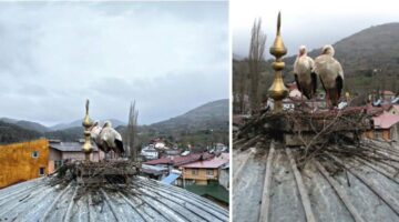 Başçiftlik’te leylekler 25 yıl sonra geri döndü