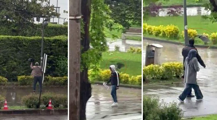 Haylaz karga sahilde yürüyenlere “musallat” oldu