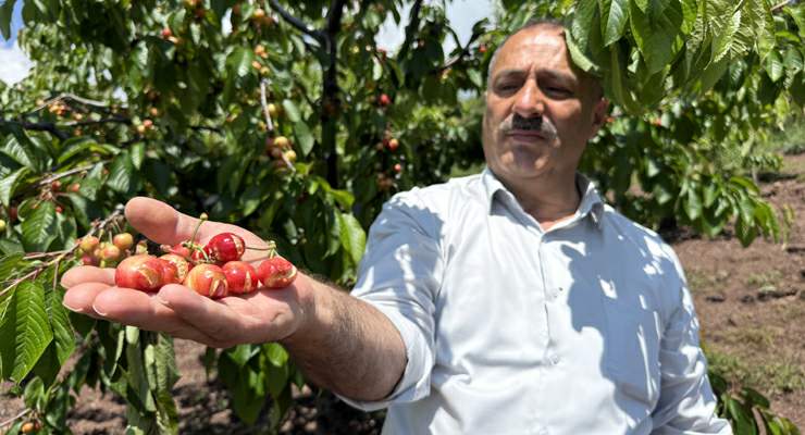Tokat’ta geçtiğimiz yıl donun vurduğu erkenci kiraza bu yıl da yağmur zarar verdi