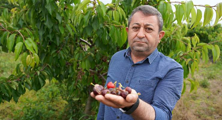 Başkan Emin Yılar, “Tokat’ın bazı bölgelerde kiraz hasarı yüzde 100”