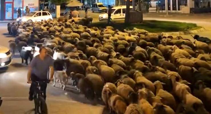 Tokat’ta yayla göçünde yüzlerce koyun şehir merkezinden geçti