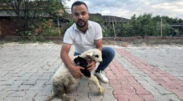 Tokat’ta sağlık personelinden yaralı kuzuya tam teşekküllü müdahale