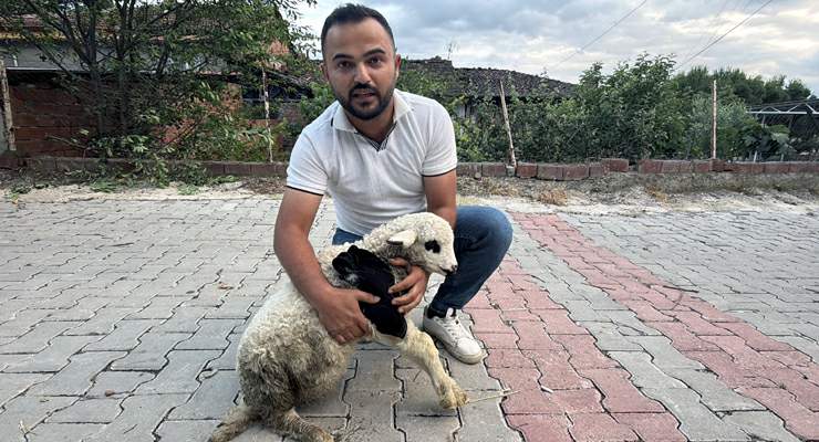 Tokat’ta sağlık personelinden yaralı kuzuya tam teşekküllü müdahale