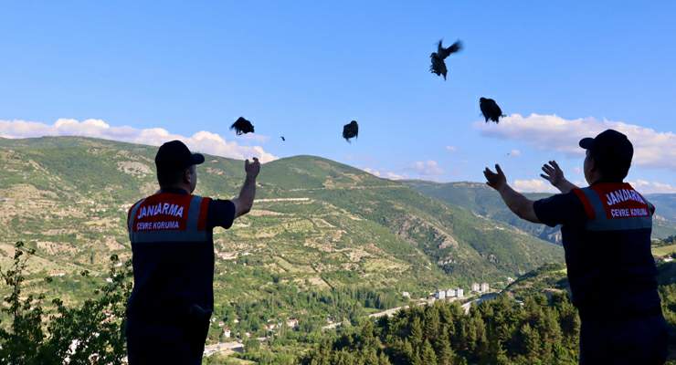 Tokat’ta 100 keklik doğaya bırakıldı