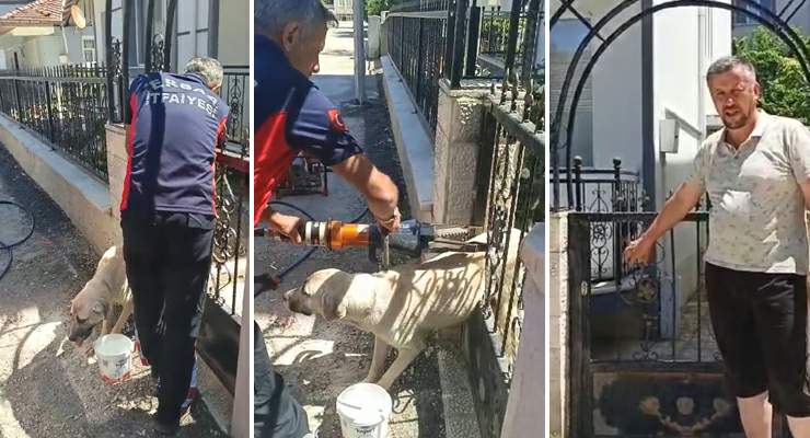 Demir kapıya sıkışan köpeği itfaiye kurtardı