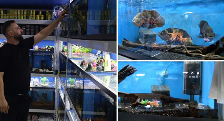 Akvaryumseverler artık süs balıklarını değil, egzotik ve tehlikeli türleri tercih ediyor