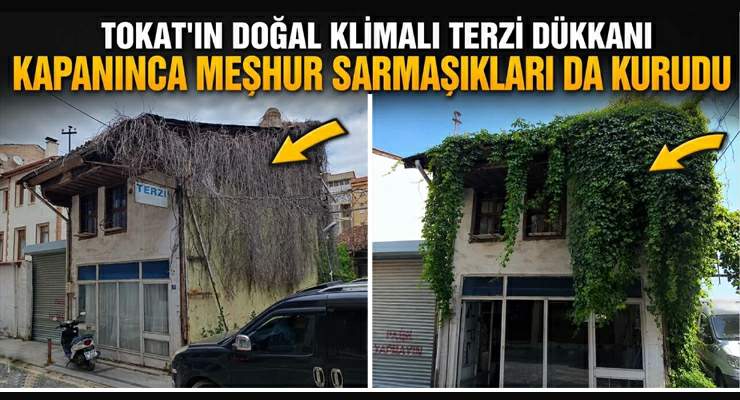Doğal klimalı “Terzi Dükkanı” kapanınca sarmaşıkları da kurudu