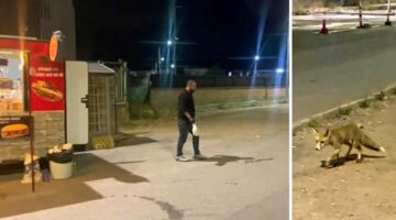 Kokoreçcinin müdavimi tilki, bazen orada yiyor bazen de ‘Paket yaptırıyor’