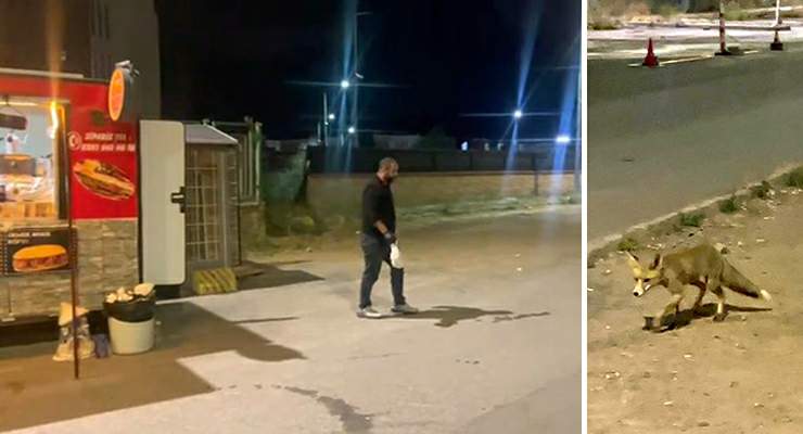 Kokoreçcinin müdavimi tilki, bazen orada yiyor bazen de ‘Paket yaptırıyor’