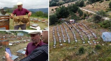 Arıcılıkta yapay zeka dönemi