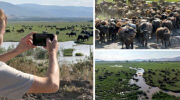 Tokat’ta mandaların serinleme keyfi belgesel görüntülerini aratmadı