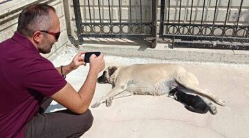 Köpeği annesi sanan kedi