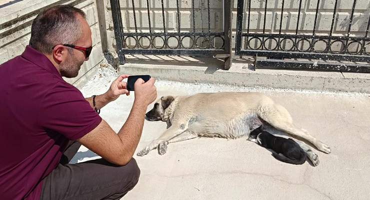 Köpeği annesi sanan kedi