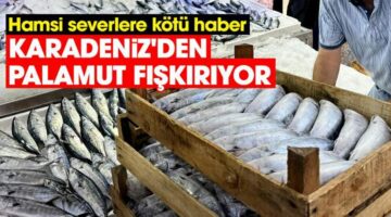 Karadeniz’den palamut fışkırıyor