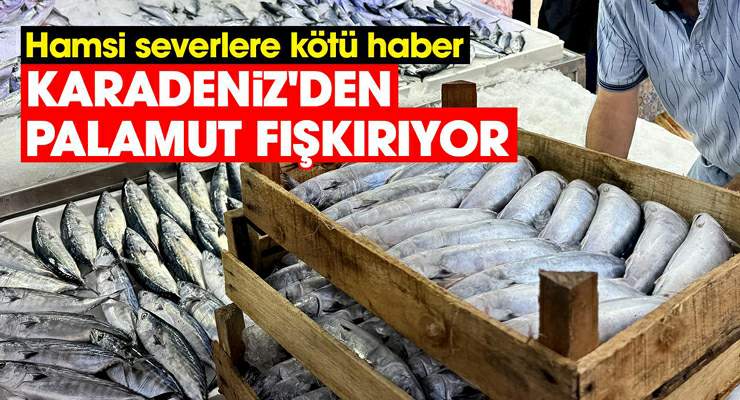 Karadeniz’den palamut fışkırıyor