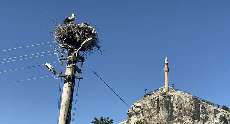 Her sene gelen kanatlı misafirler, mahallenin sakinleri arasında yerlerini aldı