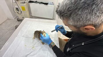 Tokat’ta binlerce kişiyi hastanelik eden şikayetler kedi ve köpeklerde de görüldü