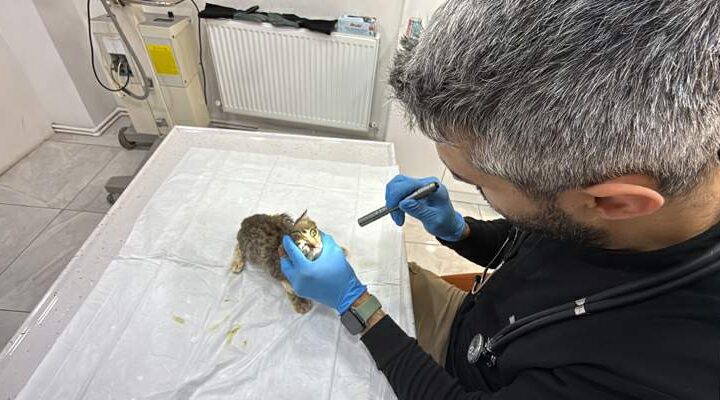 Tokat’ta binlerce kişiyi hastanelik eden şikayetler kedi ve köpeklerde de görüldü