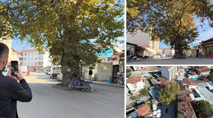 Bir zamanlar darağacı olarak kullanıldığı rivayet edilen çınar, ilçenin simgesi oldu